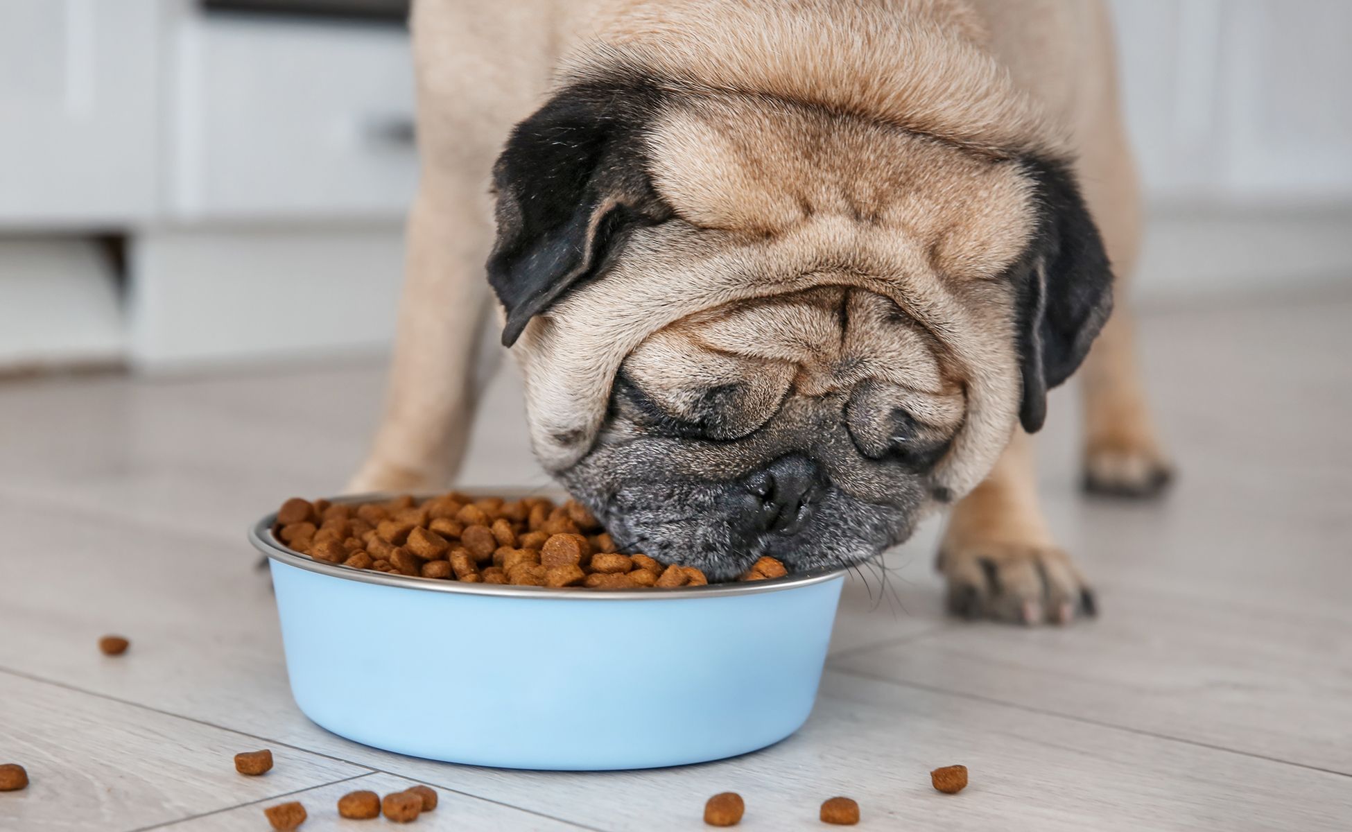 Large Dog Puppy Food Amount