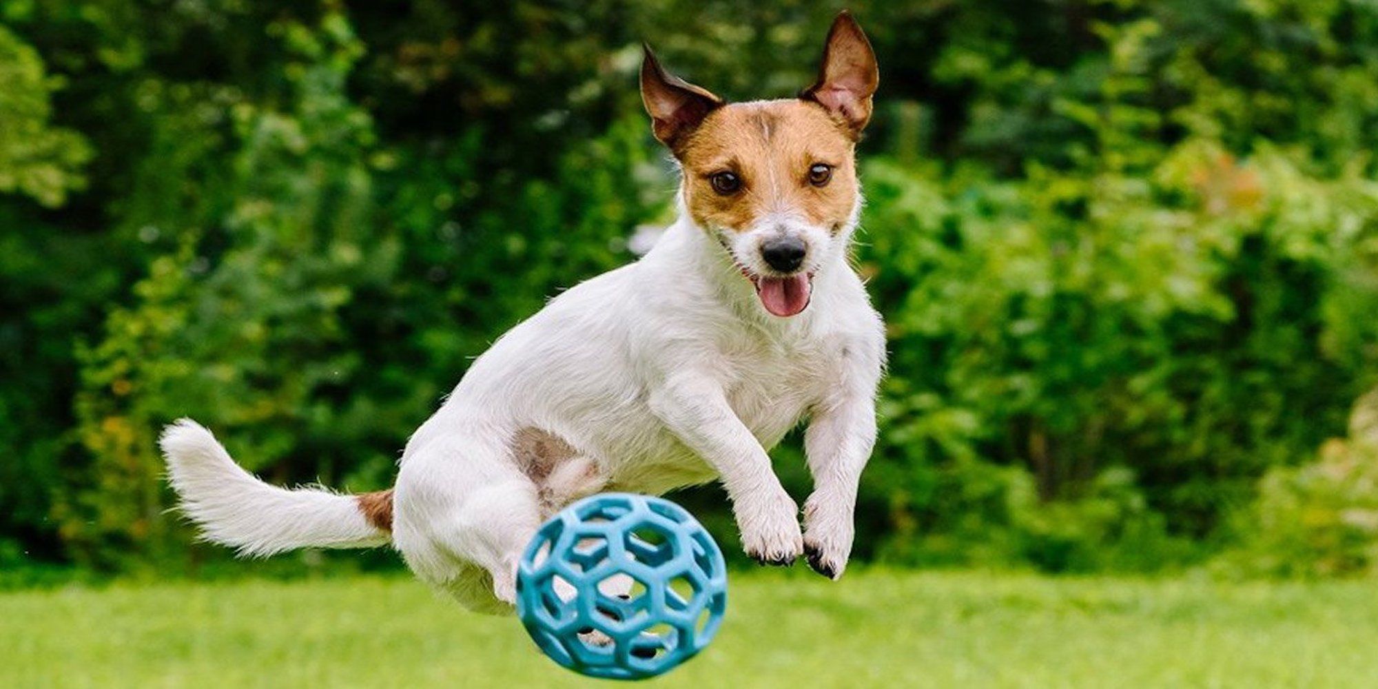  A small dog is leaping in mid-air to catch a blue ball in its mouth.